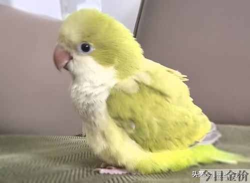 黄金丝牡丹鹦鹉