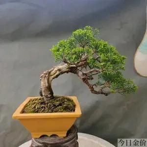黄金真柏盆景图片