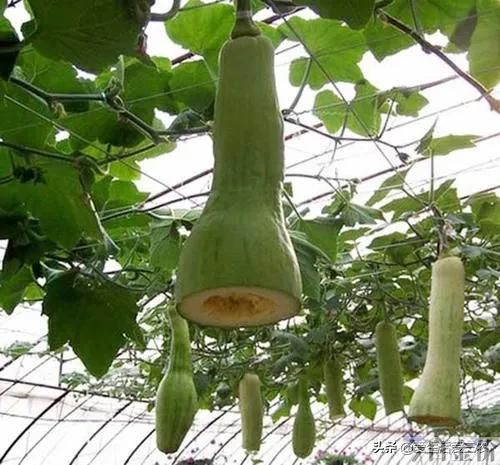 中秋黄金蜜桃