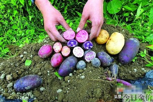 中秋黄金蜜桃