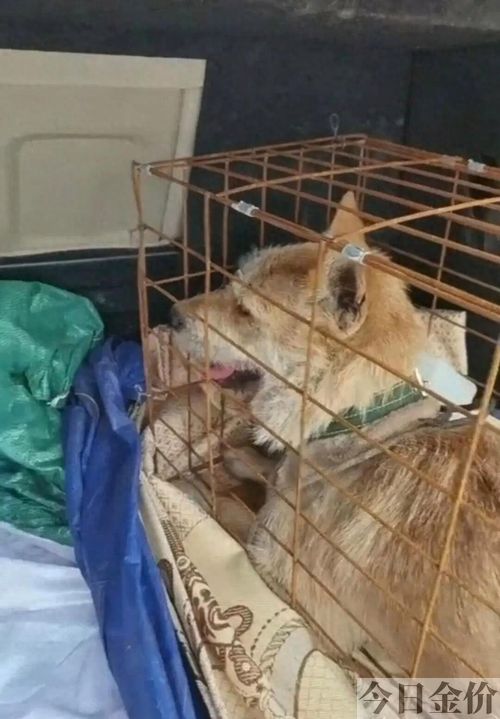 黄金猎犬价格