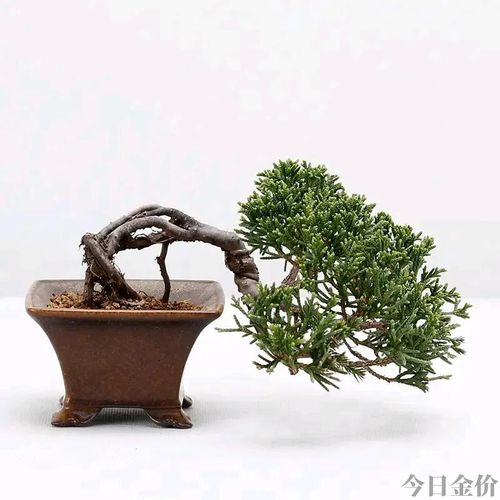 黄金真柏盆景图片