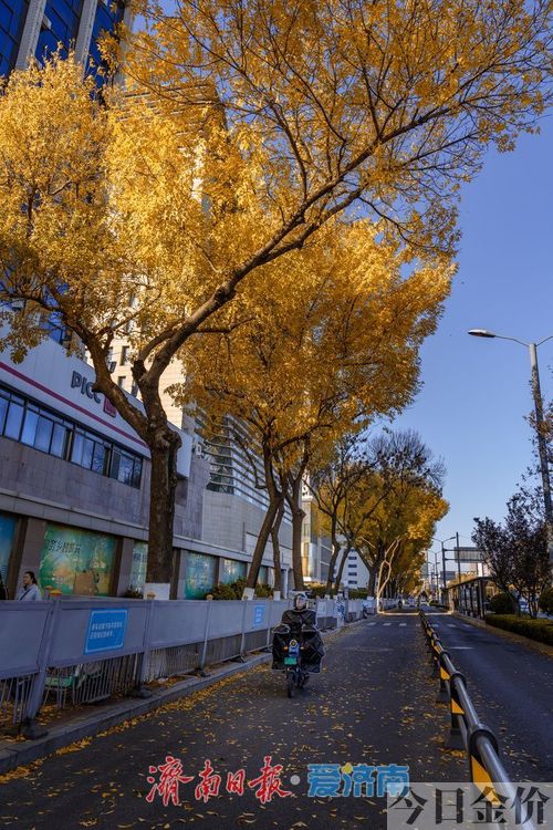 金黄金黄的树叶