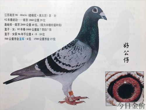 赛鸽黄金配对鸽眼图片