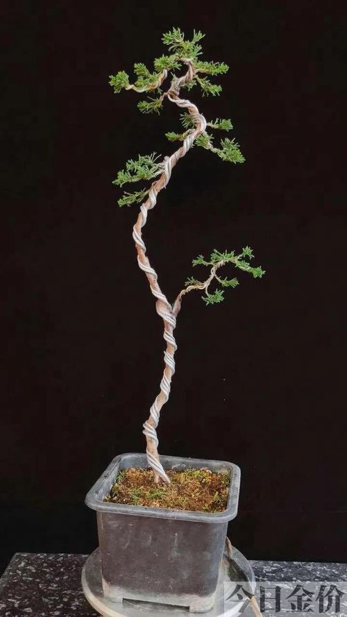 黄金真柏盆景图片