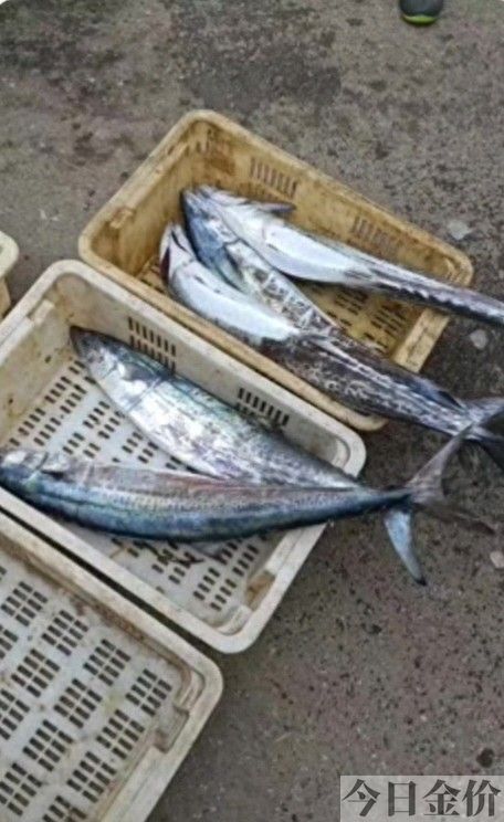 黄金霸鱼怎么做好吃