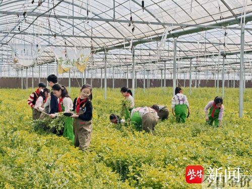 常熟黄金小玉米哪里买