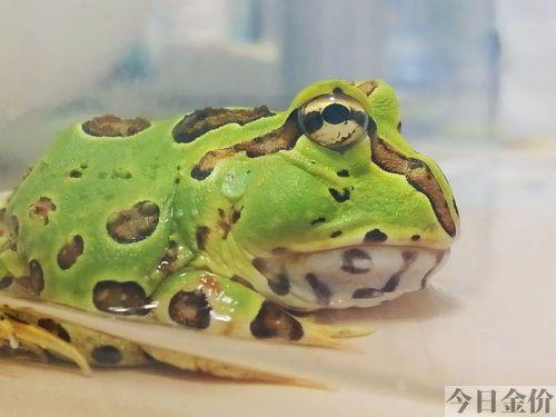 黄金蛙怎么养
