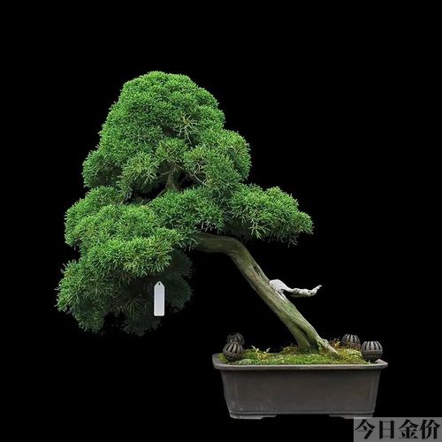 黄金真柏盆景图片