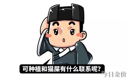 黄金鲱鱼