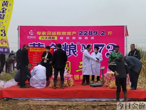 黄金粮73