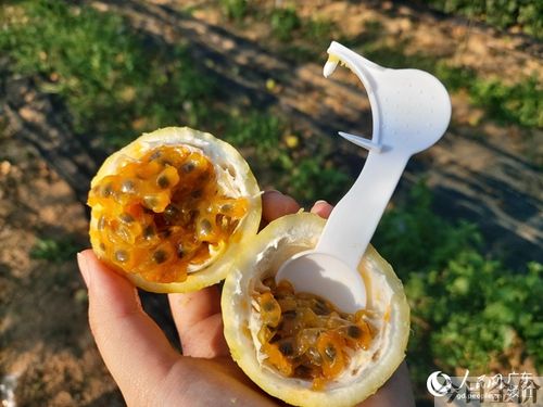 黄金百香果的营养价值