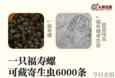 黄金螺卵怎么孵化