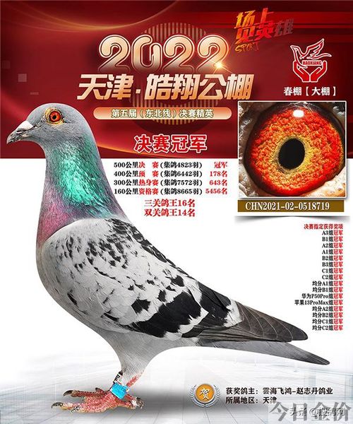 中华鸽业黄金陪对图片