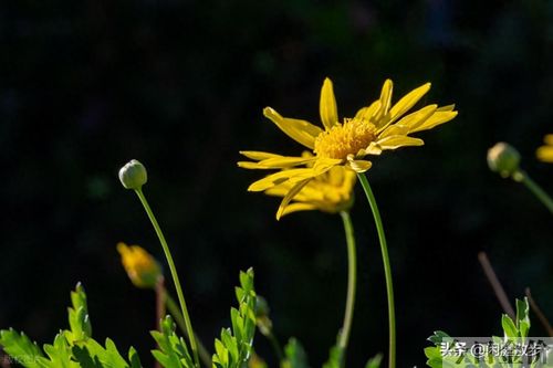 黄金菊花期多长时间