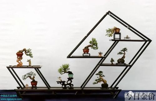 黄金柏盆景
