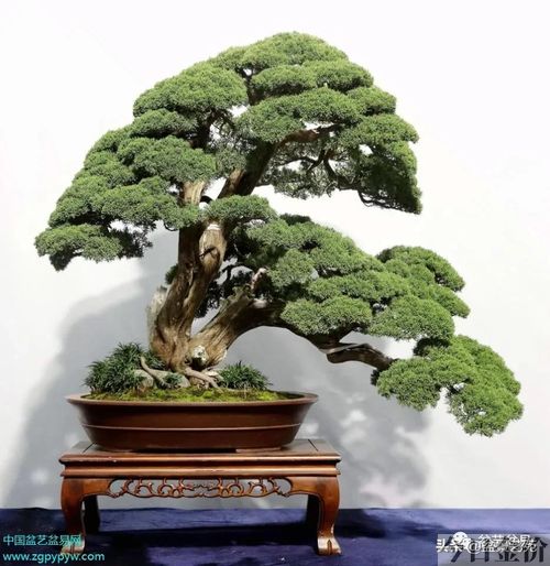 黄金柏盆景