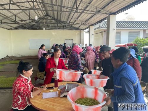 黄金茶价格表