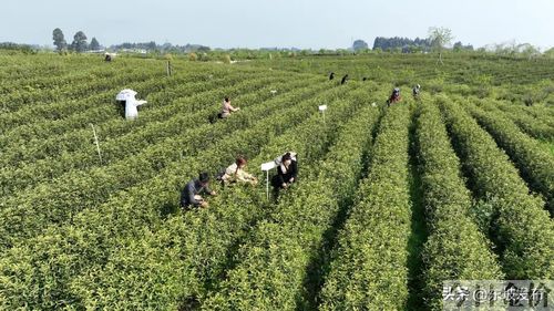 黄金茶价格表