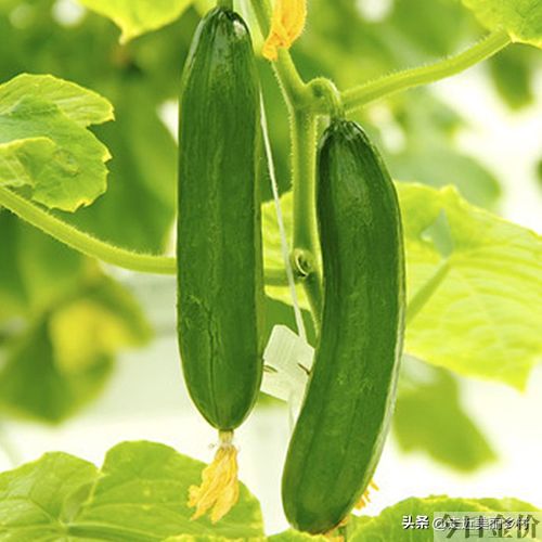 黄金菜