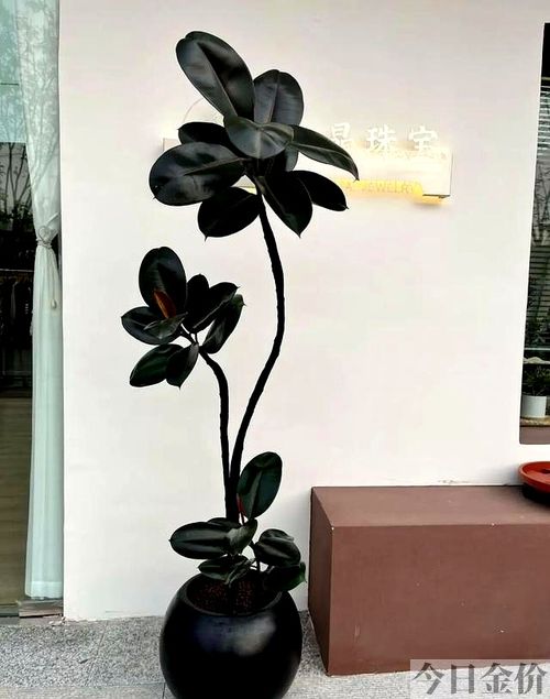 黄金葛和绿萝的区别