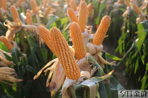 黄金粮my73