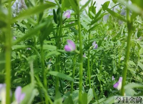 草药黄金叶图片大全集