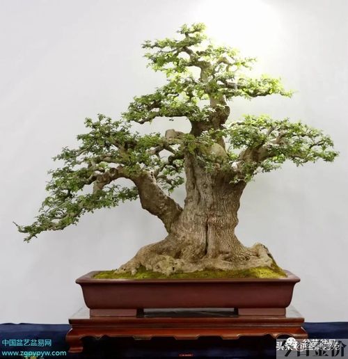 黄金柏盆景