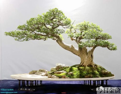 黄金柏盆景
