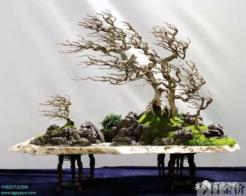 黄金柏盆景