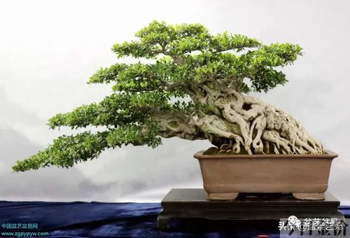 黄金柏盆景