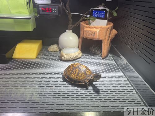 黄金美容棒的使用方法