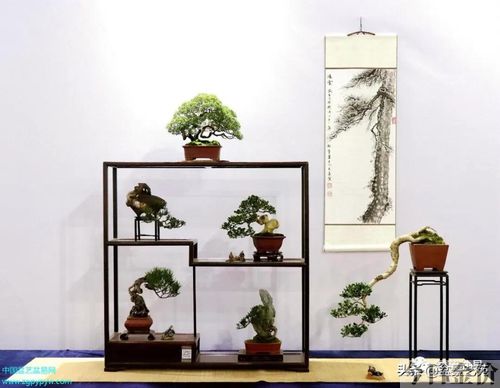 黄金柏盆景