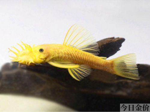 黄金孔雀鱼价格