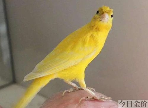 出售金青鸟一对