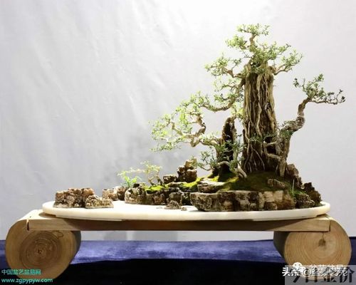 黄金柏盆景