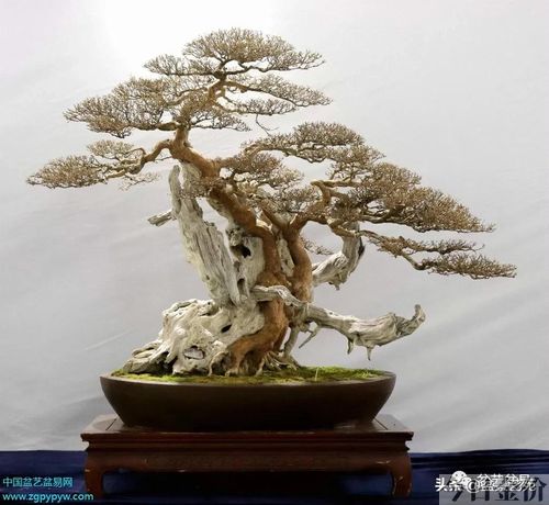 黄金柏盆景