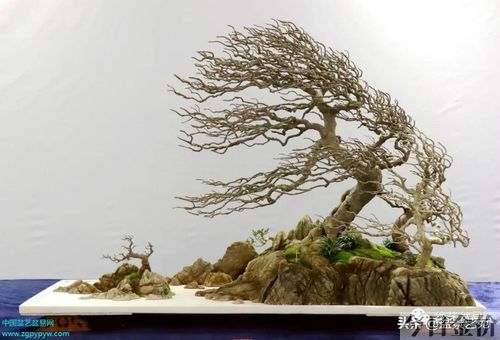 黄金柏盆景