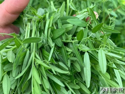 草药黄金叶图片大全集