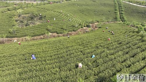 黄金茶价格表