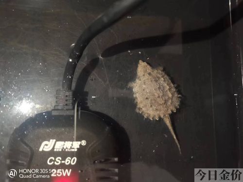 黄金美容棒的使用方法
