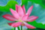 描写荷花段落