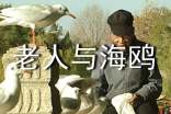 《老人与海鸥》教案最新