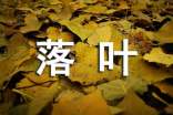 大班语言散文《落叶》教案