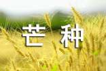 有关芒种文案