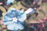 描写牵牛花的段落3篇
