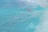 夏日唯美句子250句