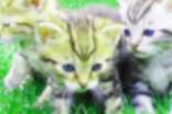 小猫咪观察作文（优秀篇）