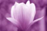 玉兰花散文