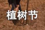 中学植树节新闻稿范文